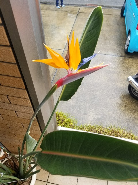 f:id:atsugiebina:20171124224440j:image