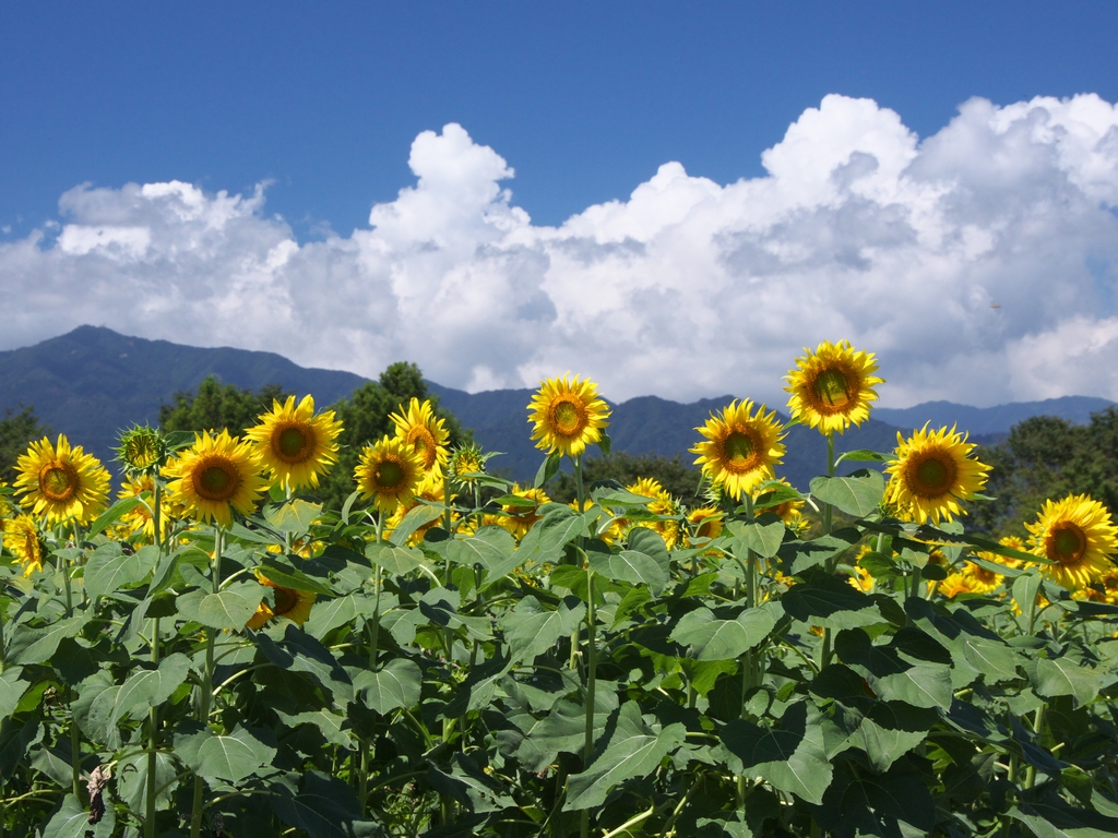 某匿名掲示板サイトへ書き込みをされた方にお知らせです 脅迫 誹謗中傷 名誉毀損は立派な犯罪です 厚木 海老名 S Diary