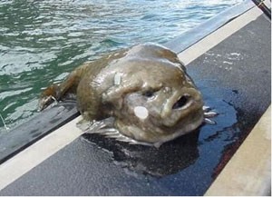 キャビア 食べてみました 厚木 海老名 S Diary