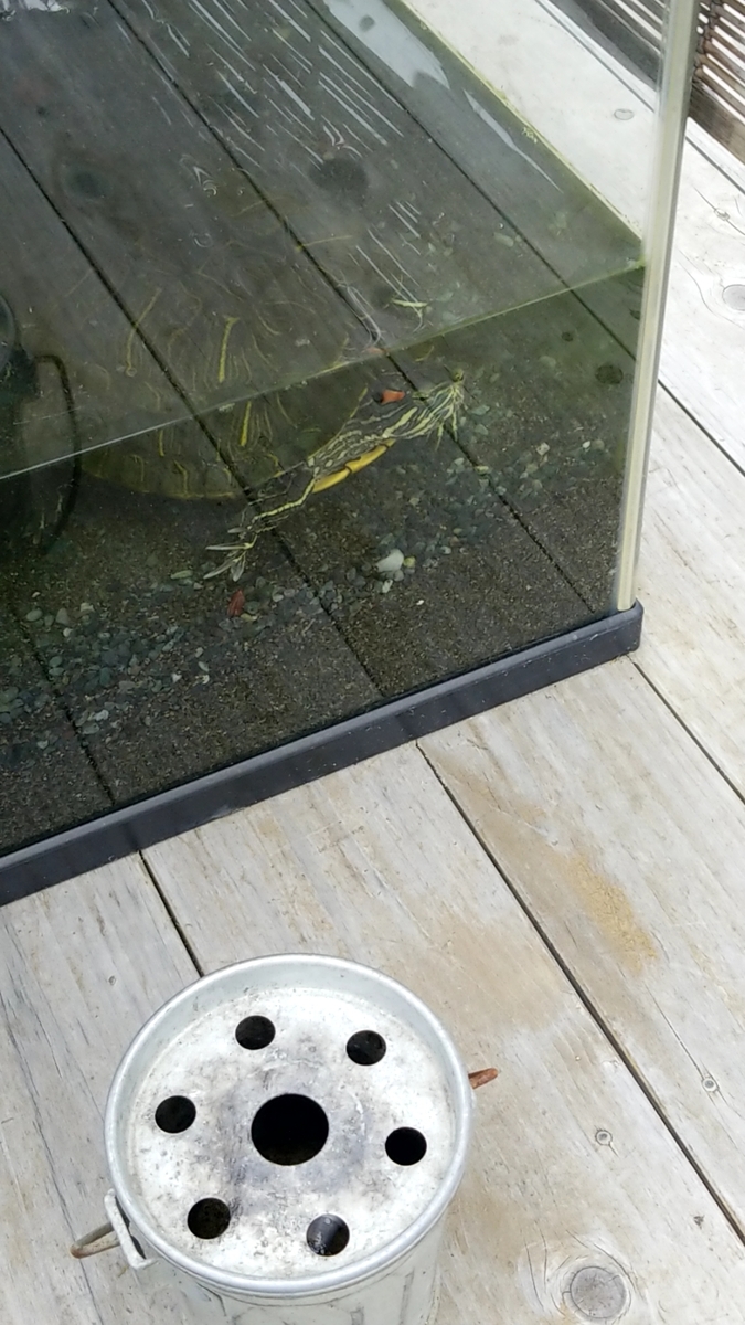 f:id:atsugiebina:20190321235826j:plain