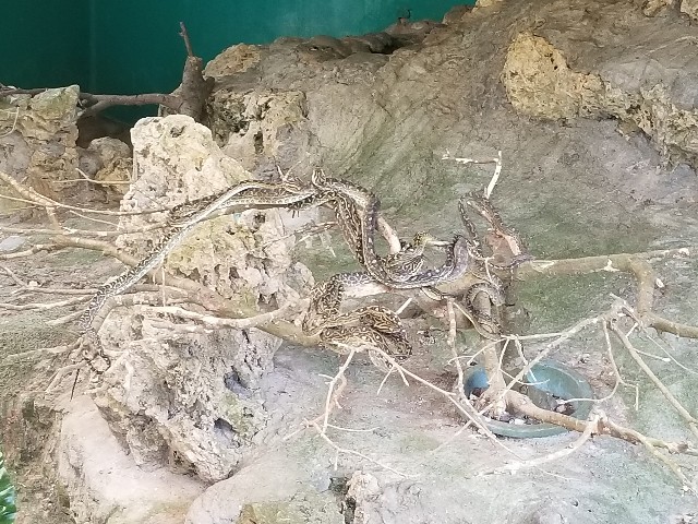 f:id:atsugiebina:20190427100042j:image f:id:atsugiebina:20190427100042j:image