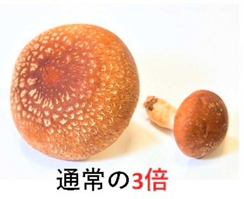 f:id:atsugiebina:20210206064045j:image