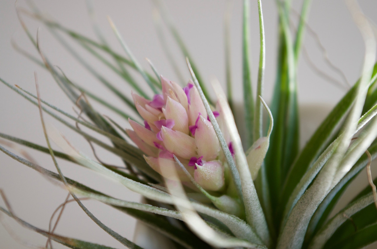 f:id:atsuhiro-me:20151229101050j:plain:w300