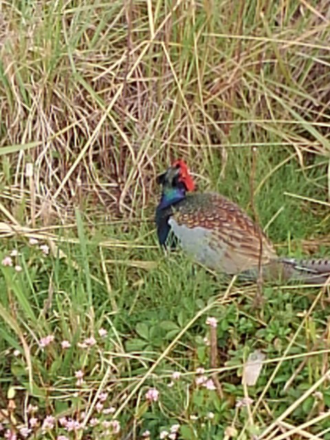 f:id:atsujo16:20240927153540j:image