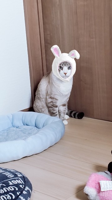 f:id:atsukia:20210613005622j:image f:id:atsukia:20210613005622j:image