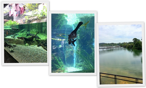 Singapore river Safari Rivers of the world 2016-10-08