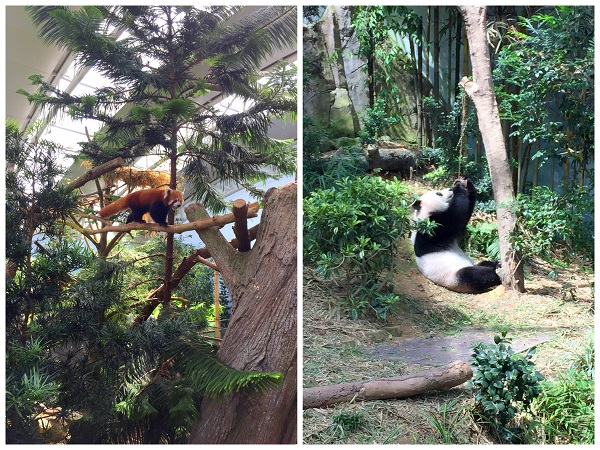 Singapore Liver Safari Panda 2016-10-08