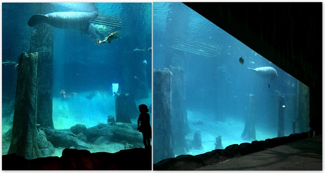 Singapore River Safari Amazon manatee 2016-10-08