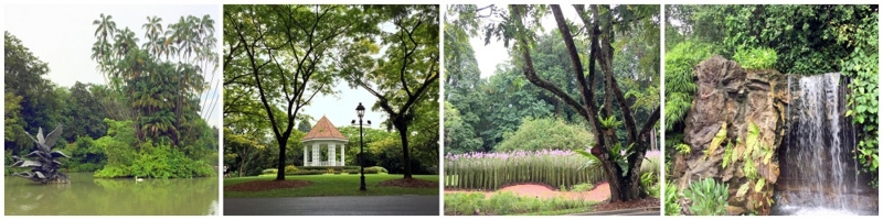 Singapore Botanic Gardens swan lake 2016-10-09