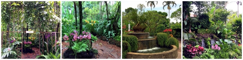 Singapore Botanic Garden National Orchid Garden 2016-10-09 (2)