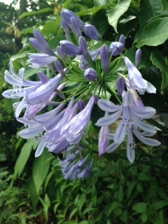 f:id:atsuko8:20160627114103j:plain