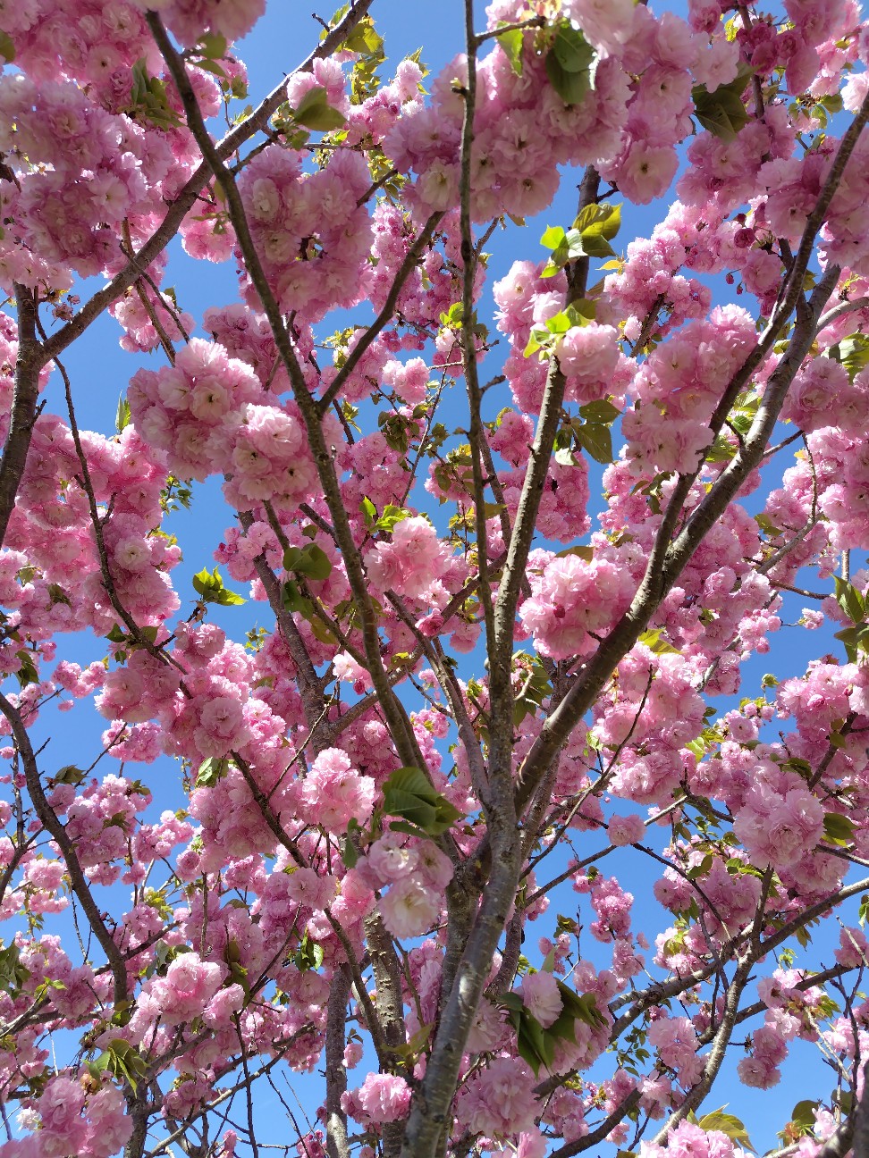 f:id:atsuko_lb:20260501132709j:image