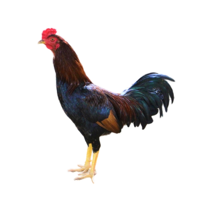 チキンレッグとは