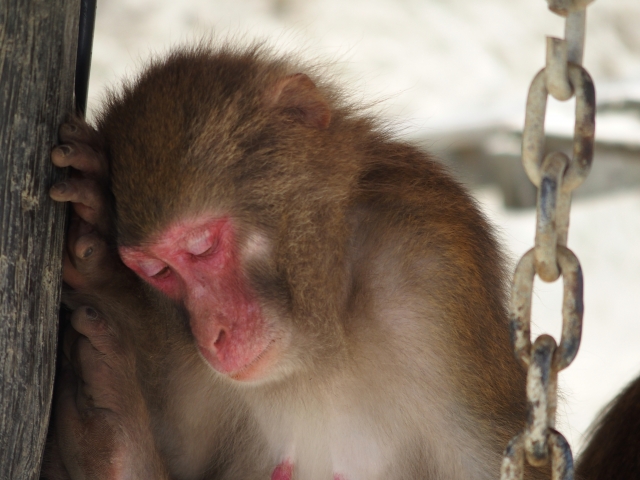 脚トレが辛いから