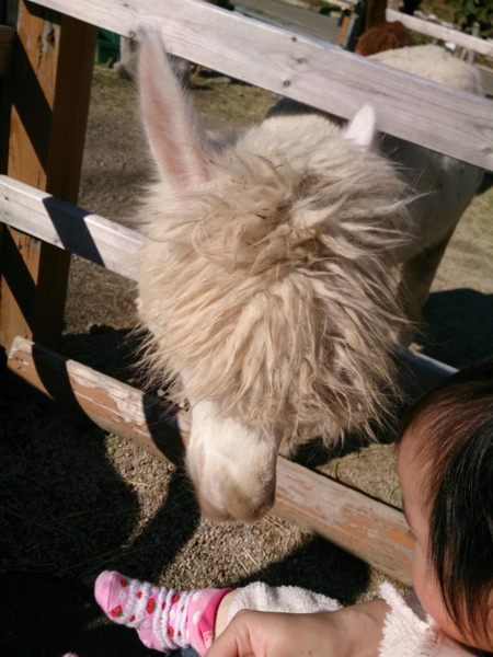 f:id:atsurin:20131201160204j:image:w300