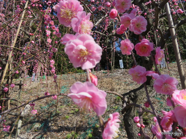f:id:atsushi912:20190223152247j:plain