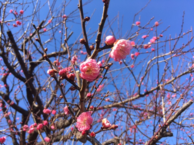f:id:atsushisugimoto:20201228224953j:plain