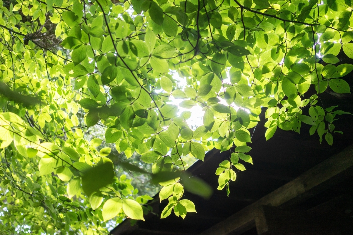 f:id:atsuyareo0530:20191009204129j:plain