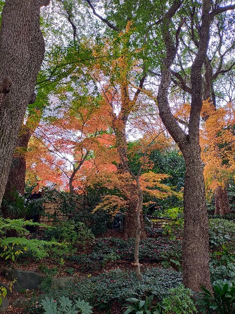 f:id:atsuyoshiblog:20201216225122j:image
