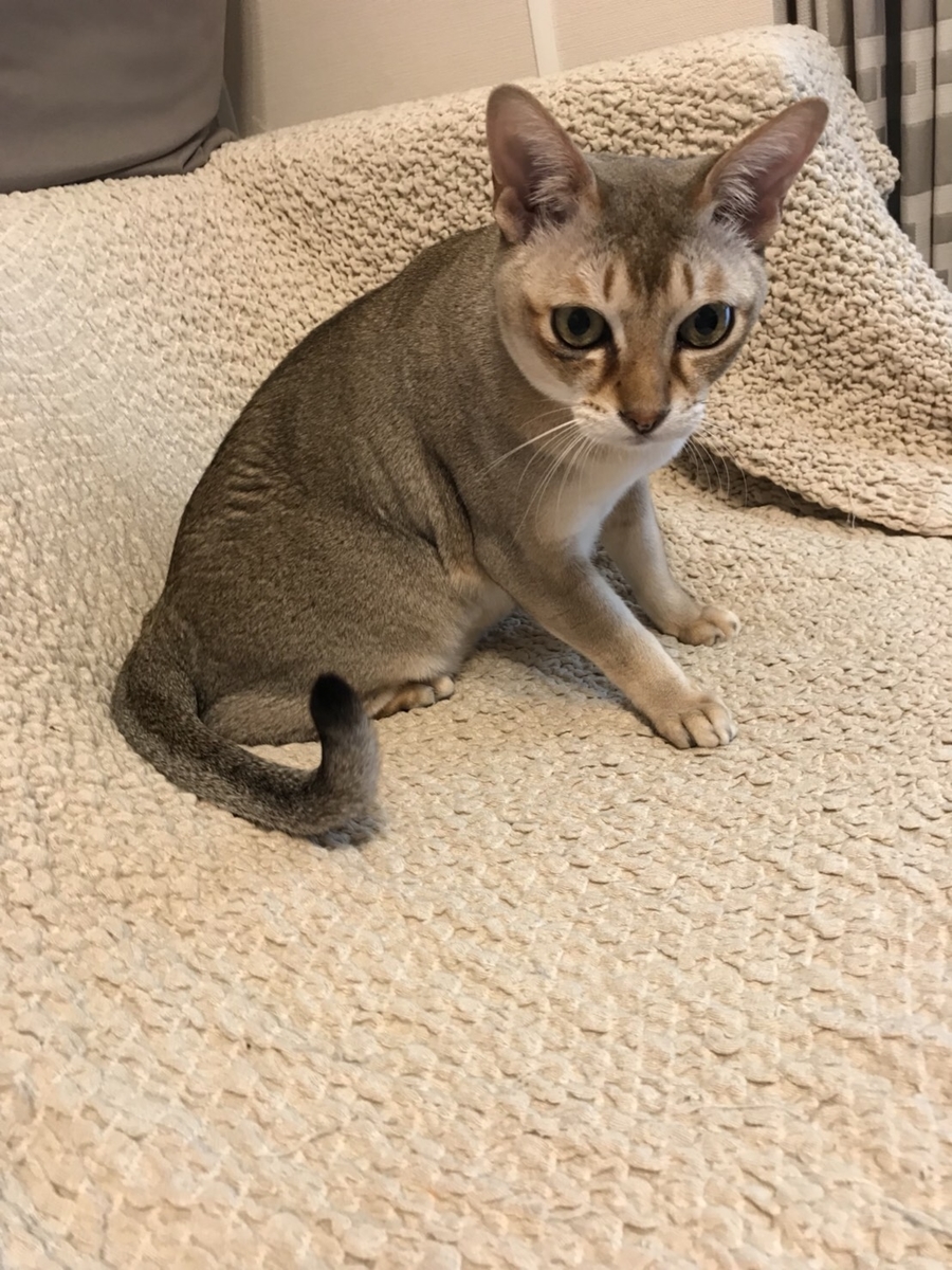 f:id:attack-mana1212:20190423112627j:plain