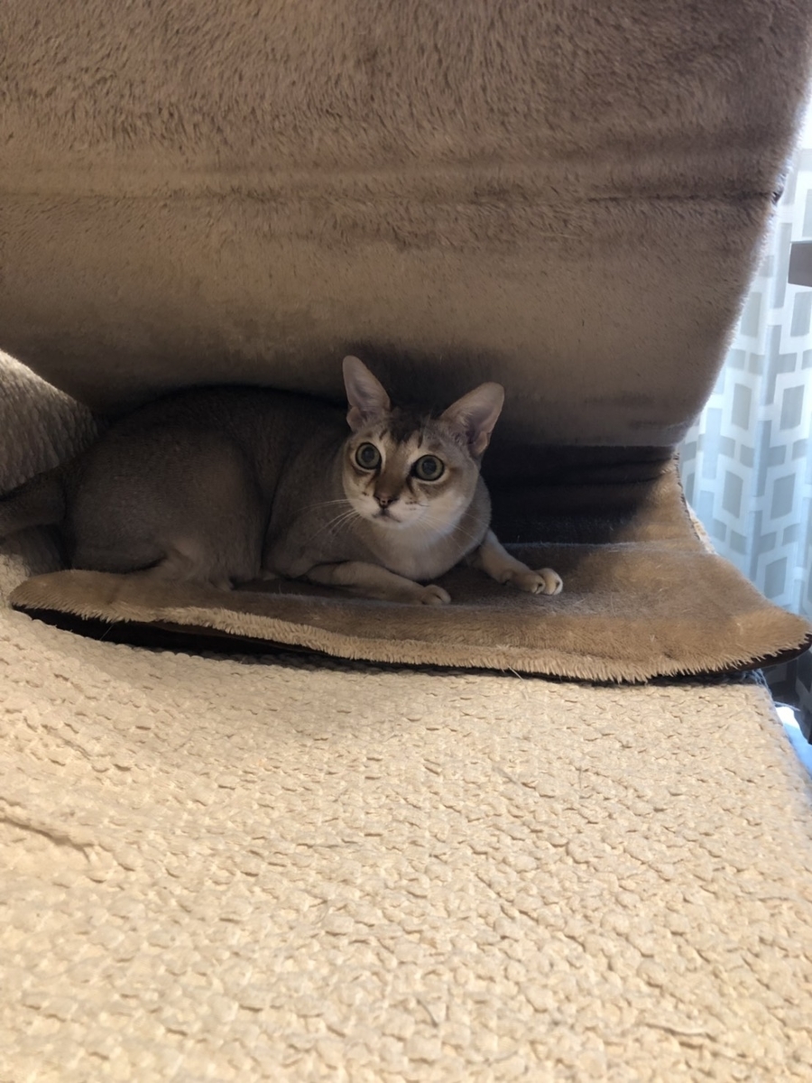 f:id:attack-mana1212:20190423150807j:plain