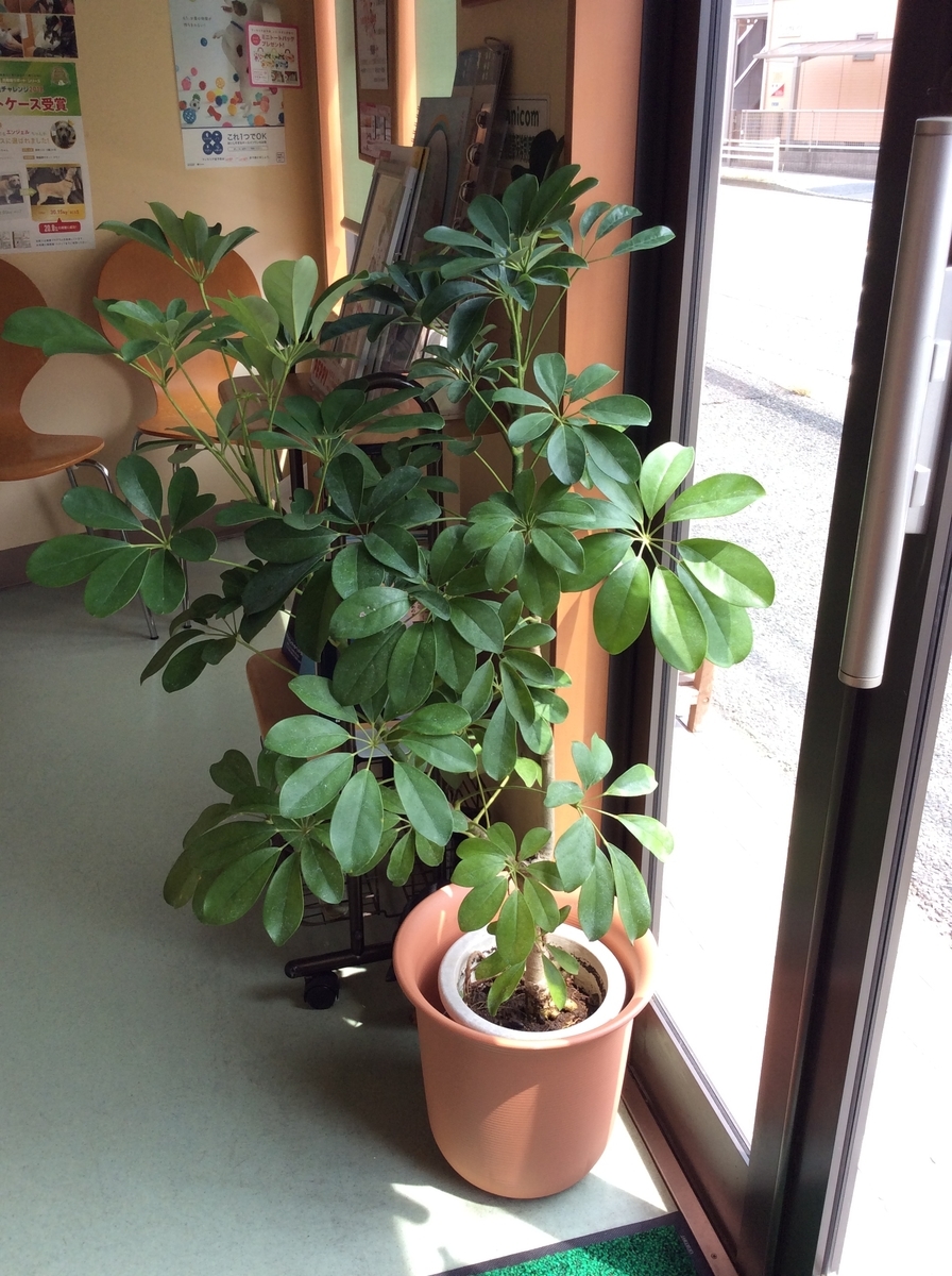 f:id:attack-mana1212:20190601221746j:plain f:id:attack-mana1212:20190601221746j:plain