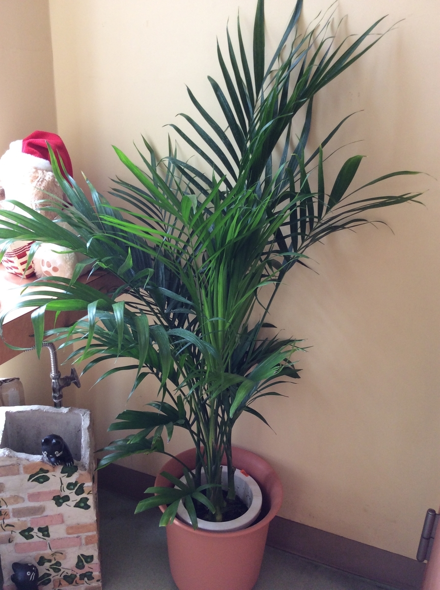 f:id:attack-mana1212:20190601221754j:plain f:id:attack-mana1212:20190601221754j:plain