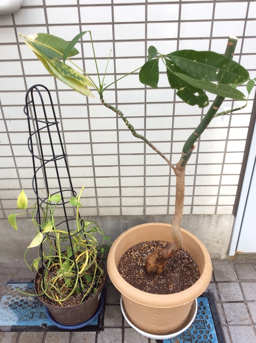 f:id:attack-mana1212:20190604224554j:plain f:id:attack-mana1212:20190604224554j:plain