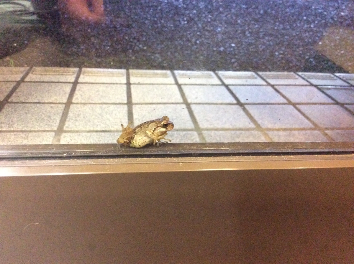 f:id:attack-mana1212:20190609084311j:plain