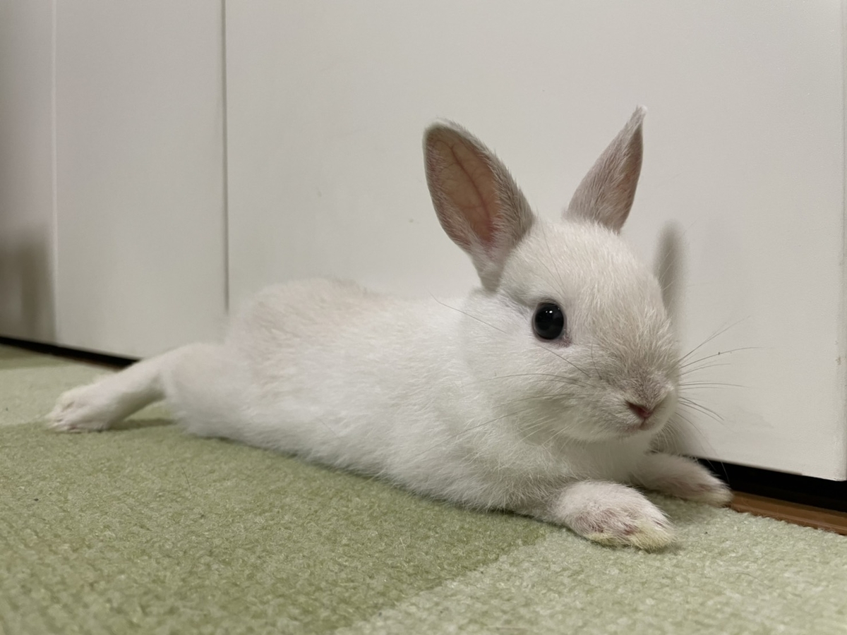 f:id:attack-mana1212:20210803170659j:plain