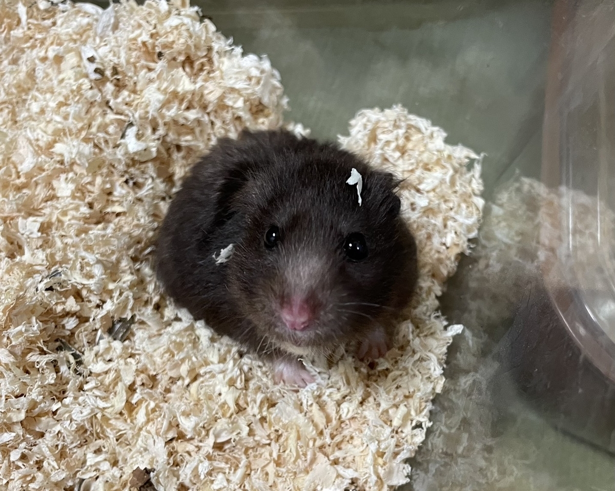 f:id:attack-mana1212:20210811113449j:plain