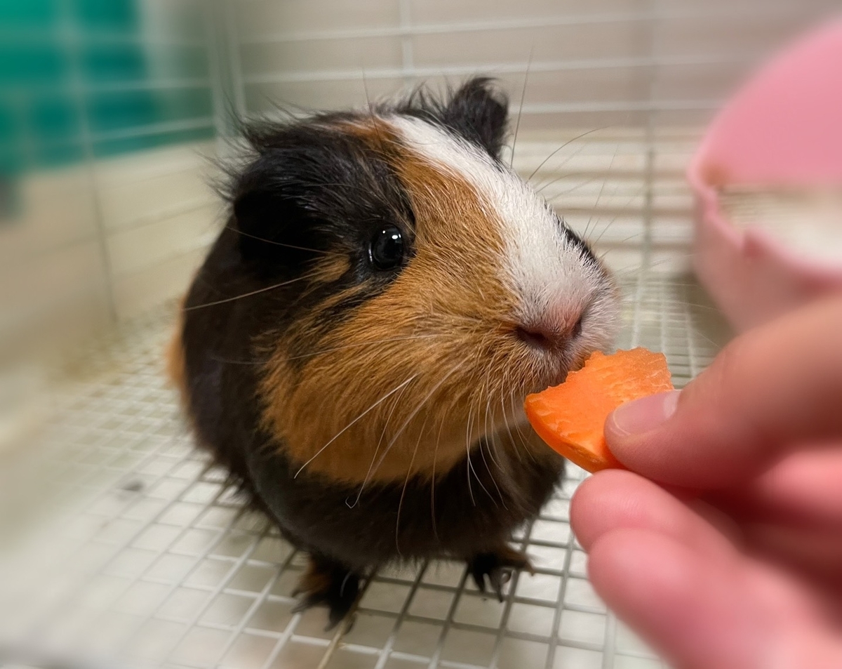 f:id:attack-mana1212:20210818114037j:plain