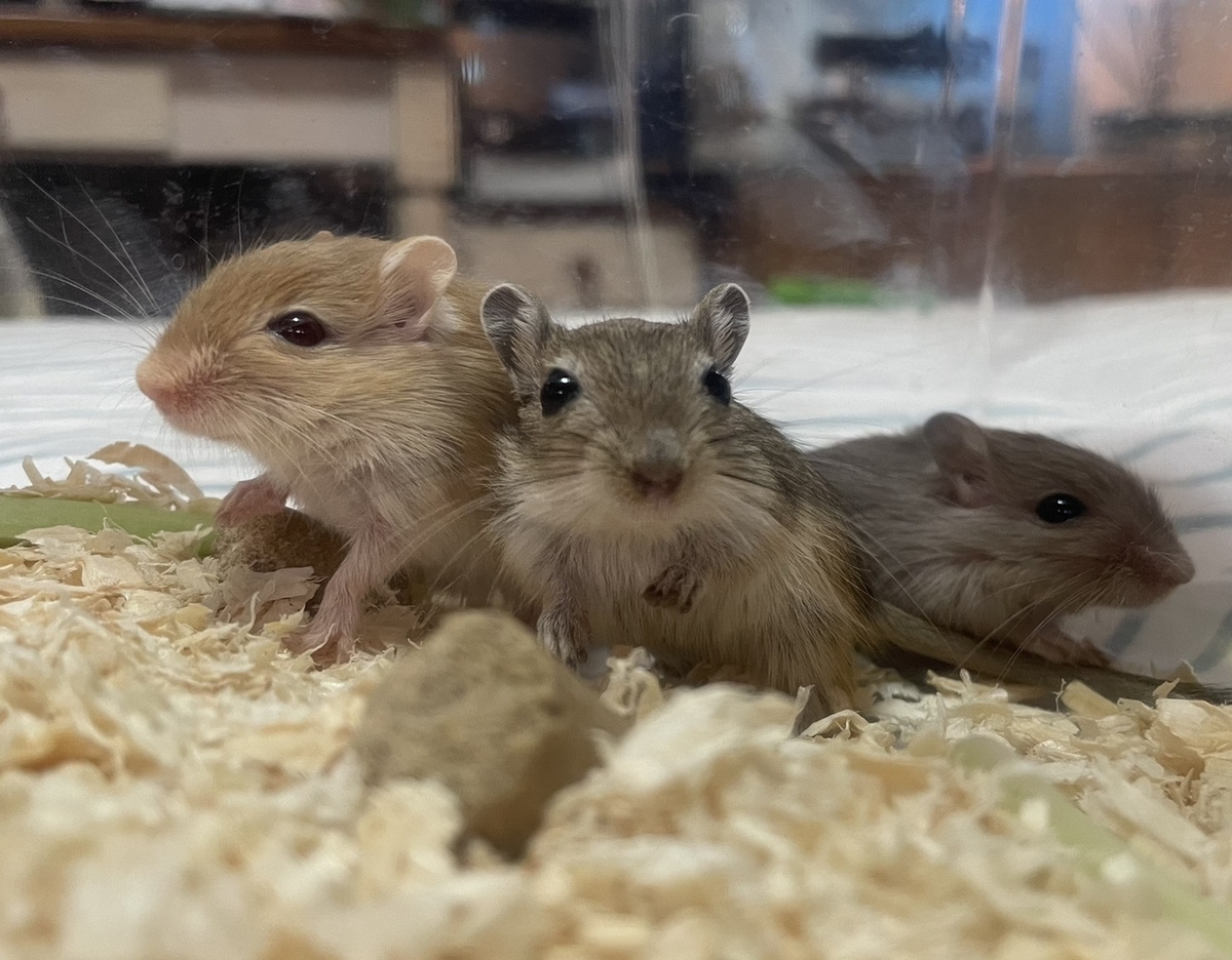 f:id:attack-mana1212:20210904170149j:plain