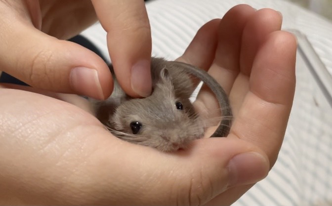 f:id:attack-mana1212:20210904171159j:plain