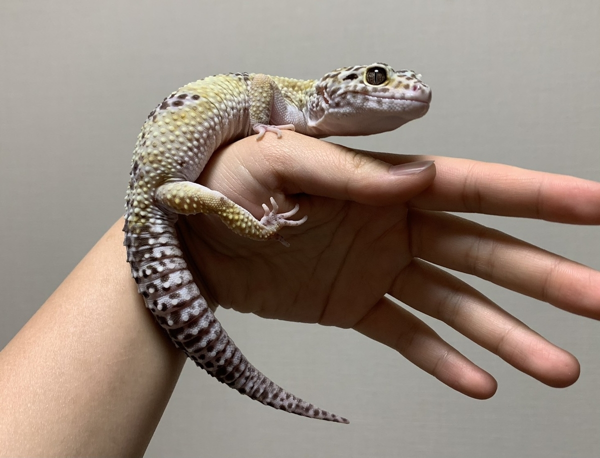 f:id:attack-mana1212:20210919105918j:plain