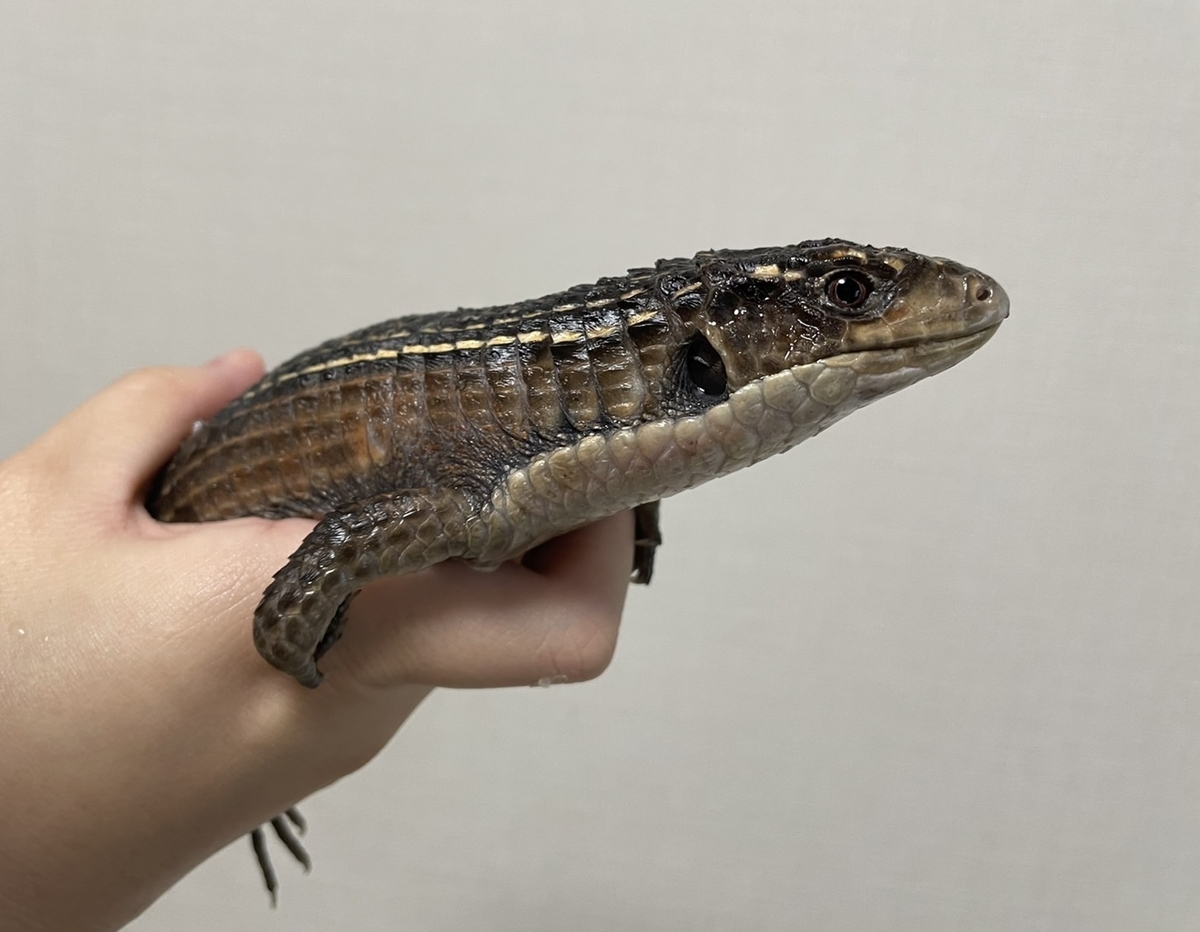 オニプレートトカゲのトリオ あいあいペットクリニックのブログ
