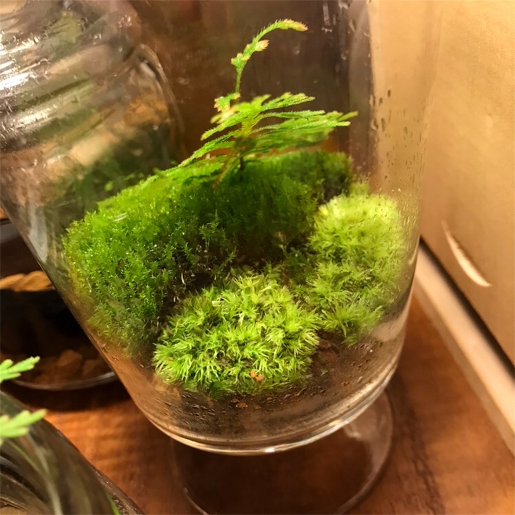 苔リウムにシダを植えました 苔とメダカ
