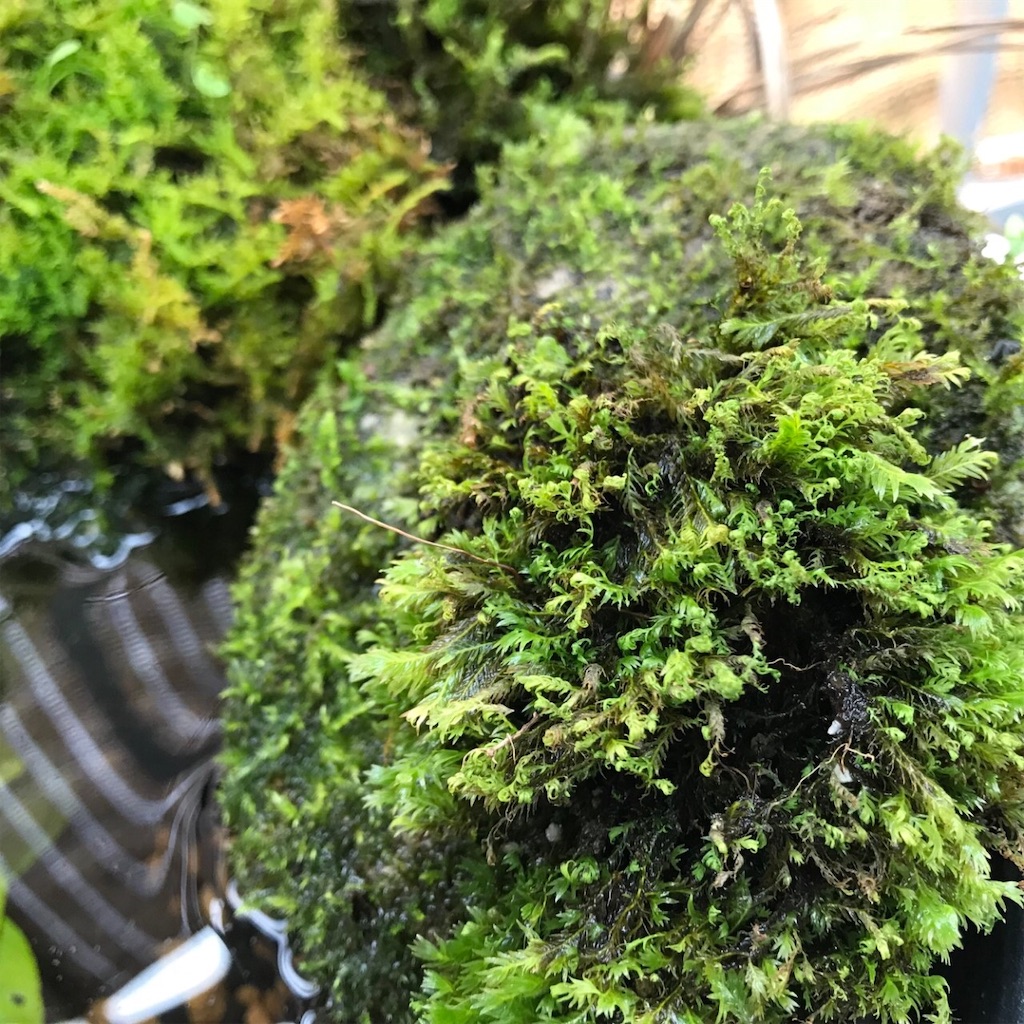睡蓮鉢ビオトープの様子 11 苔とメダカ 睡蓮鉢ビオトープの様子 11 苔とメダカ