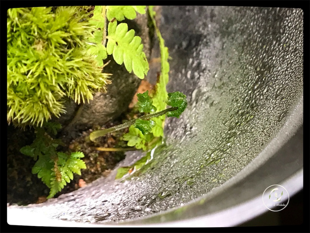 ボトリウムの癒し効果 苔とメダカ ボトリウムの癒し効果 苔とメダカ