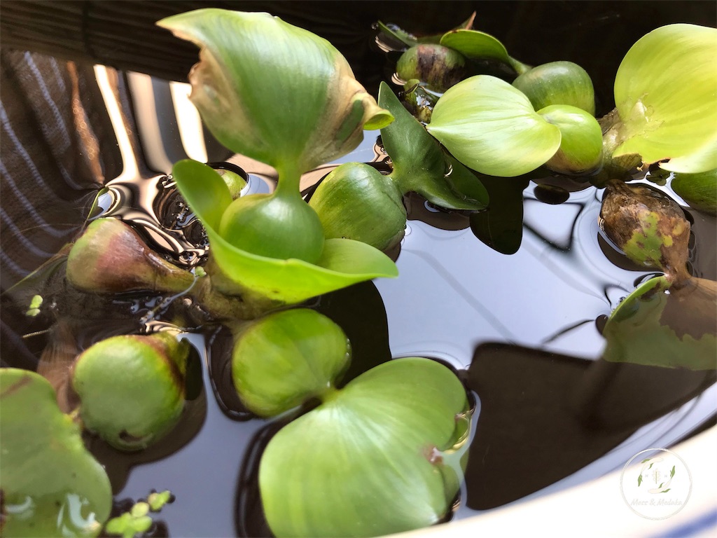 f:id:attohina:20190516162711j:plain f:id:attohina:20190516162711j:plain