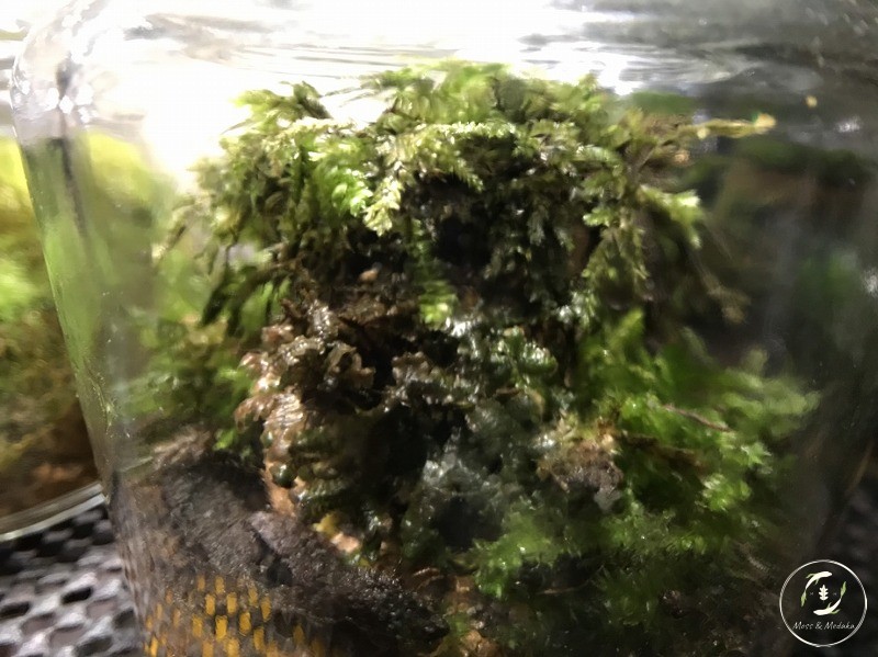 f:id:attohina:20190528193847j:plain f:id:attohina:20190528193847j:plain