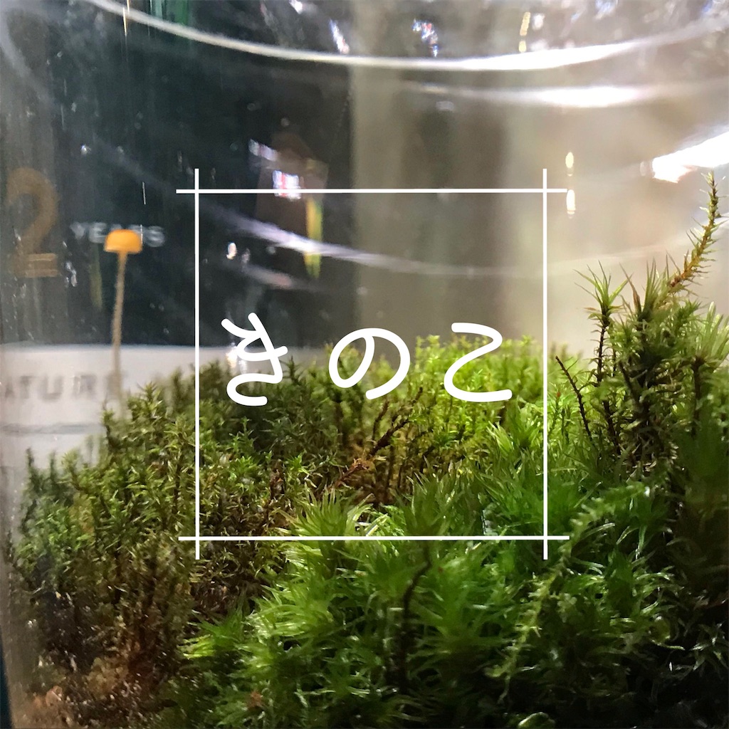 f:id:attohina:20190618100721j:plain f:id:attohina:20190618100721j:plain