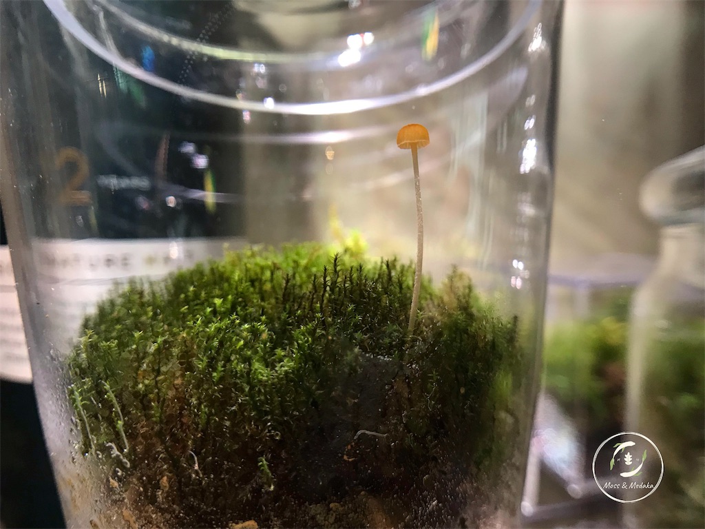 f:id:attohina:20190618113527j:plain f:id:attohina:20190618113527j:plain