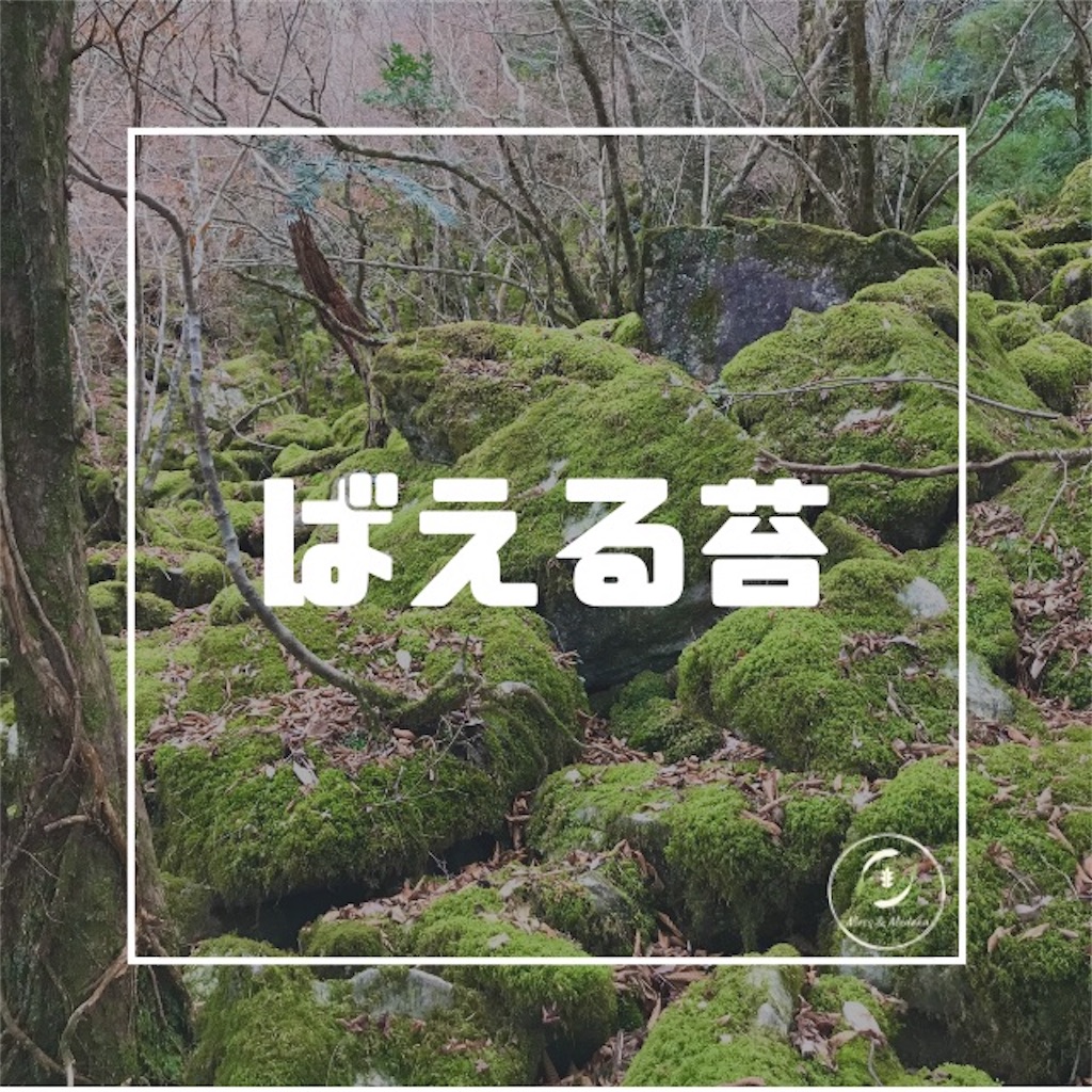 フォトジェニックすぎる苔 苔とメダカ