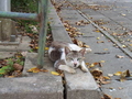 [旅][猫]那覇、希望ヶ丘公園の猫