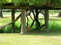 [公園][猫]浜離宮恩賜庭園の猫