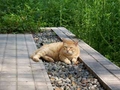 [公園][猫]浜離宮恩賜庭園の猫