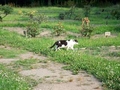 [公園][猫]浜離宮恩賜庭園の猫
