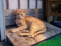 [猫]通りがかりの飲み屋の玄関猫