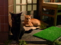 [猫]通りがかりの飲み屋の玄関猫